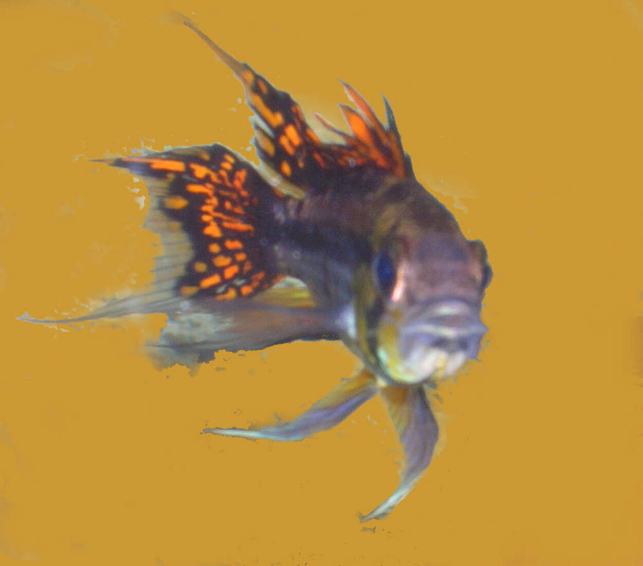 apistogramma cacaoides