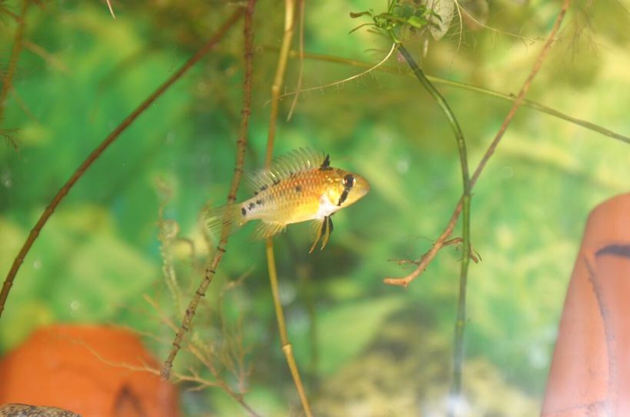 Apistogramma Macmasteri hona