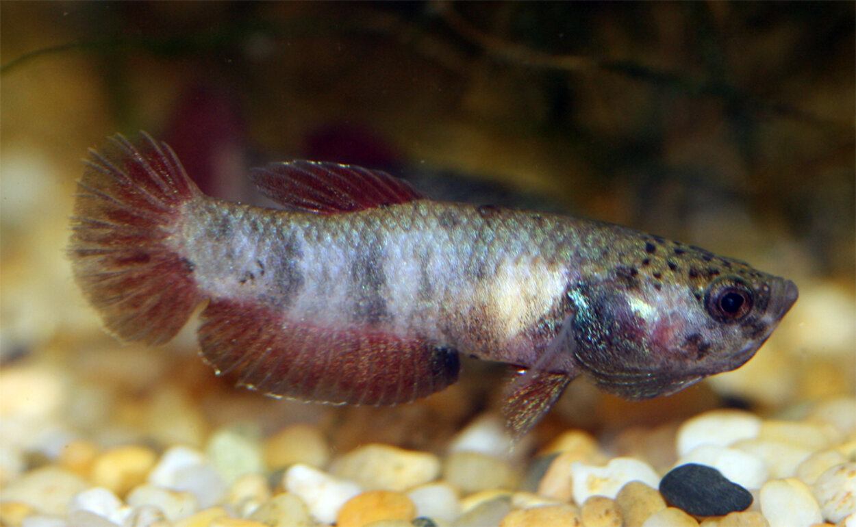 Betta channoides hona