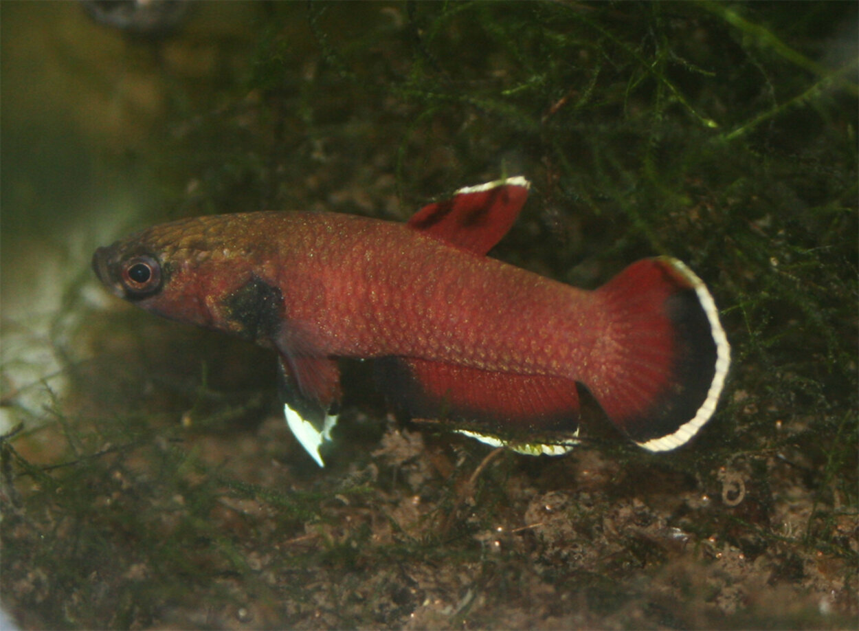 Betta Channadoides