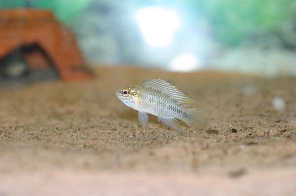 Apistogramma Borelli "Opal"