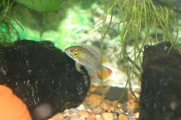 Apistogramma Hoignei