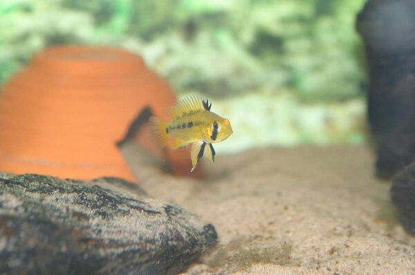 Apistogramma.sp 