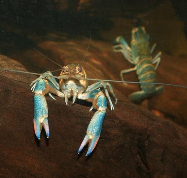 Cherax_quadricarinatus