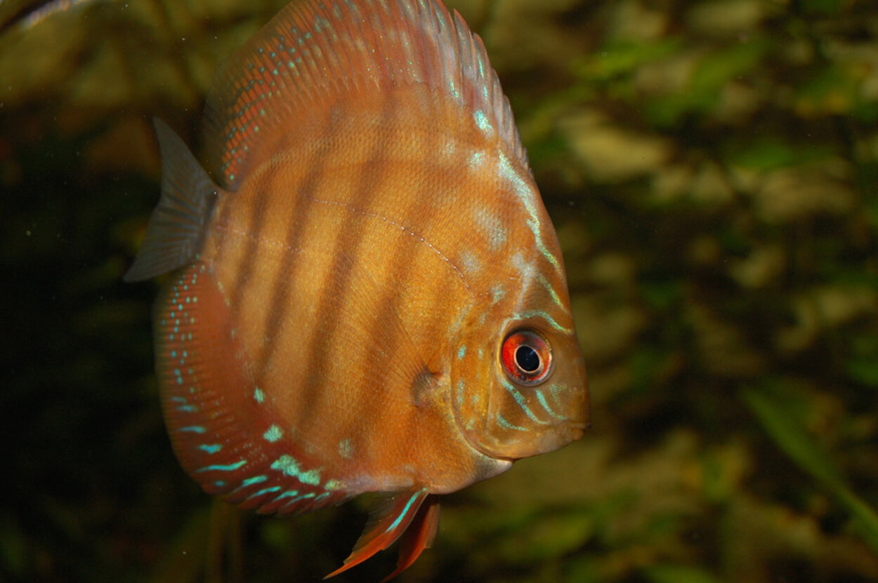 Symphysodon aequifasciatus axelrodi