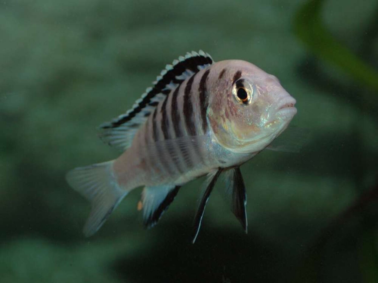 Labidochromis caeruleus