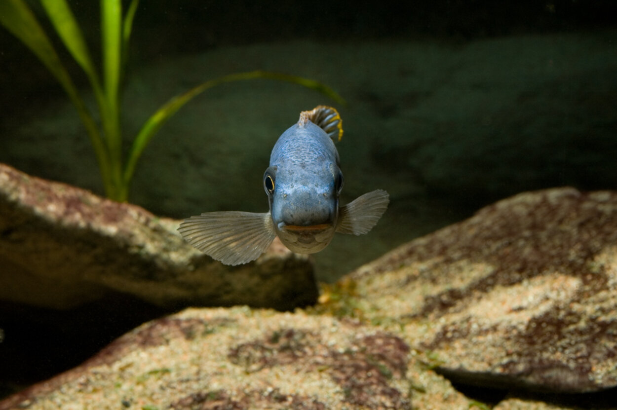 Labeotropheus trewavasae