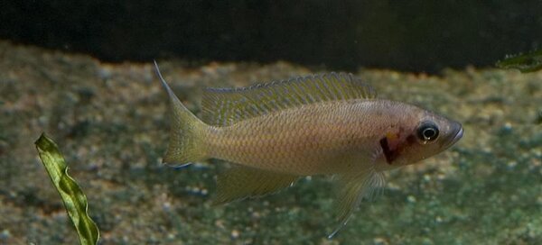 Neolamprologus brichardi