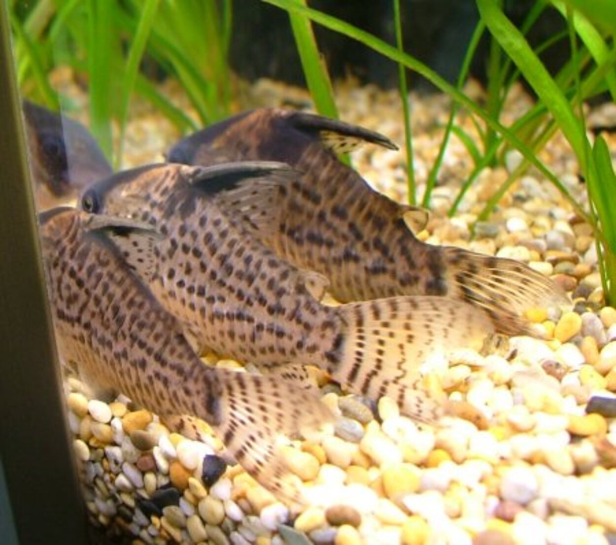 Corydoras schwartzi