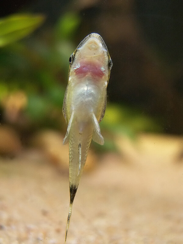 Otocinclus