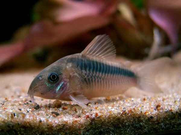 Corydoras zygatus ( ? )