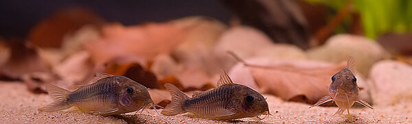 Corydoras...