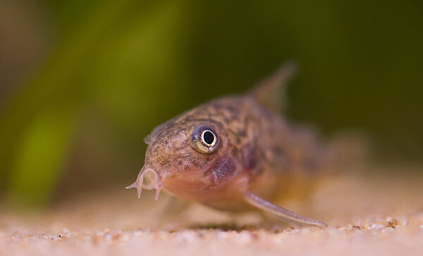 Corydoras paleatus