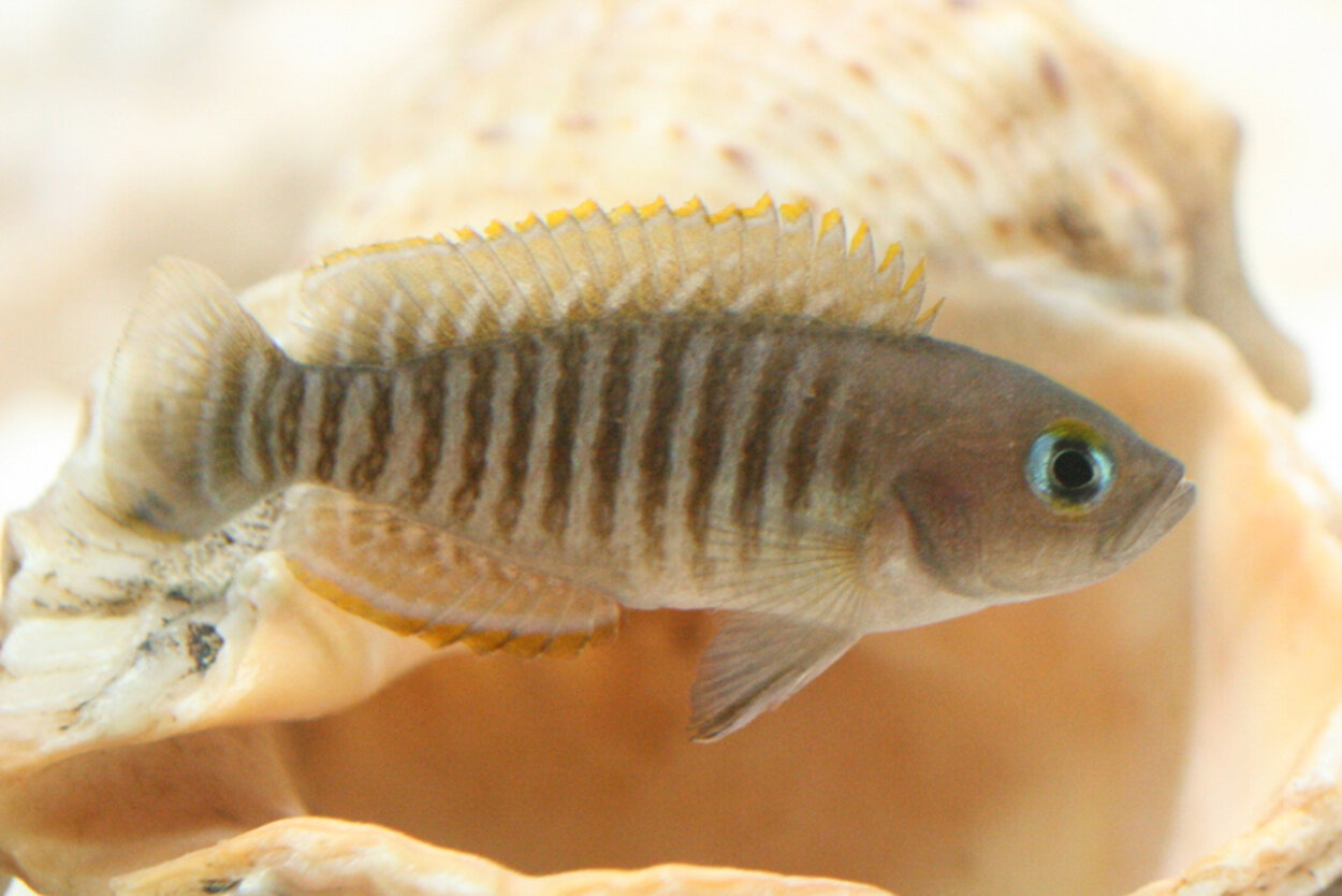 Lamprologus multifasciatus