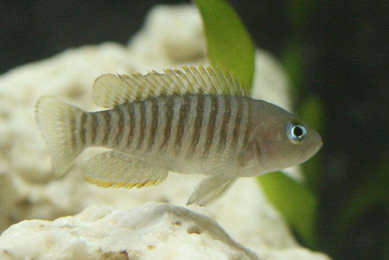 Lamprologus multifasciatus