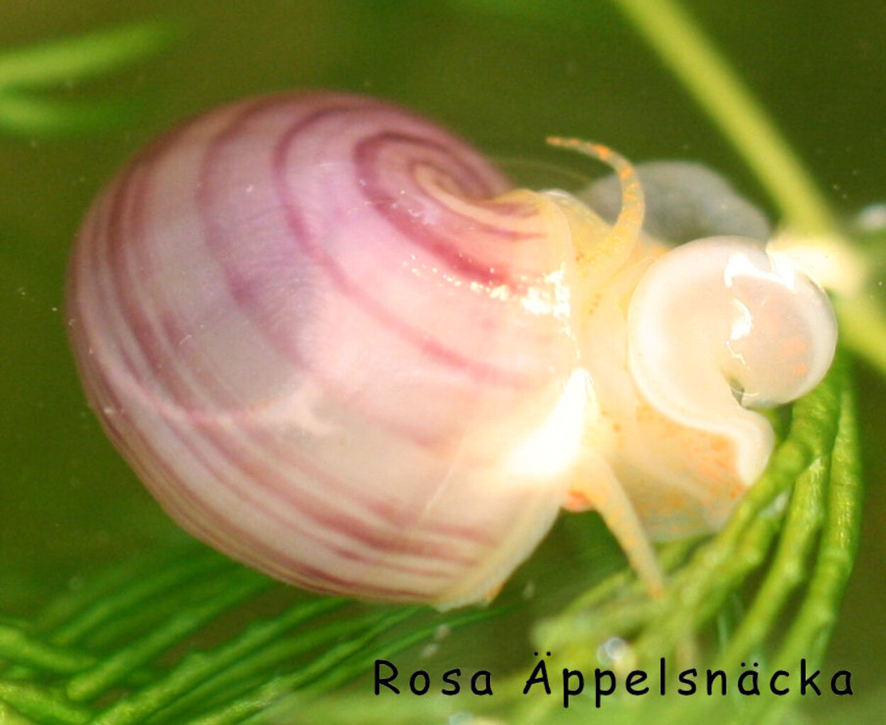 Rosa äppelsnäckebebis