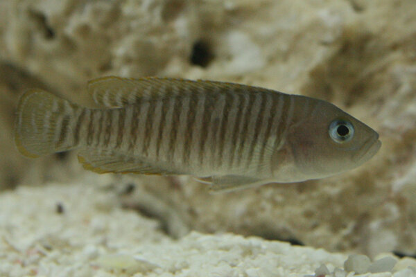 Lamprologus multifasciatus