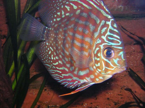 Discus