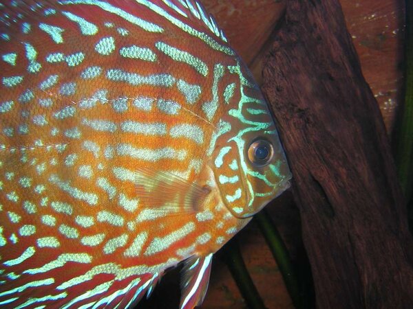 Discus