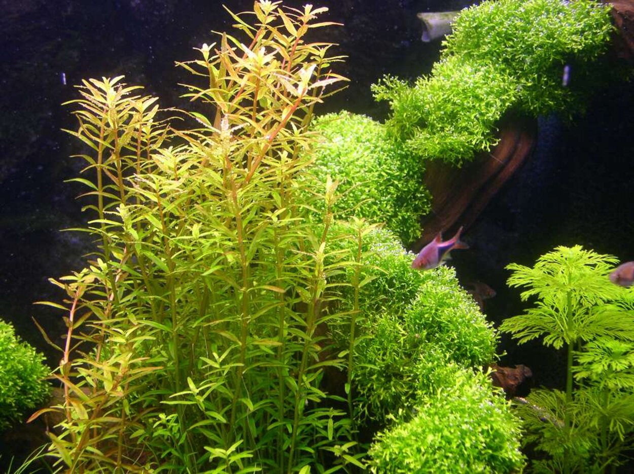 Rotala och Riccia