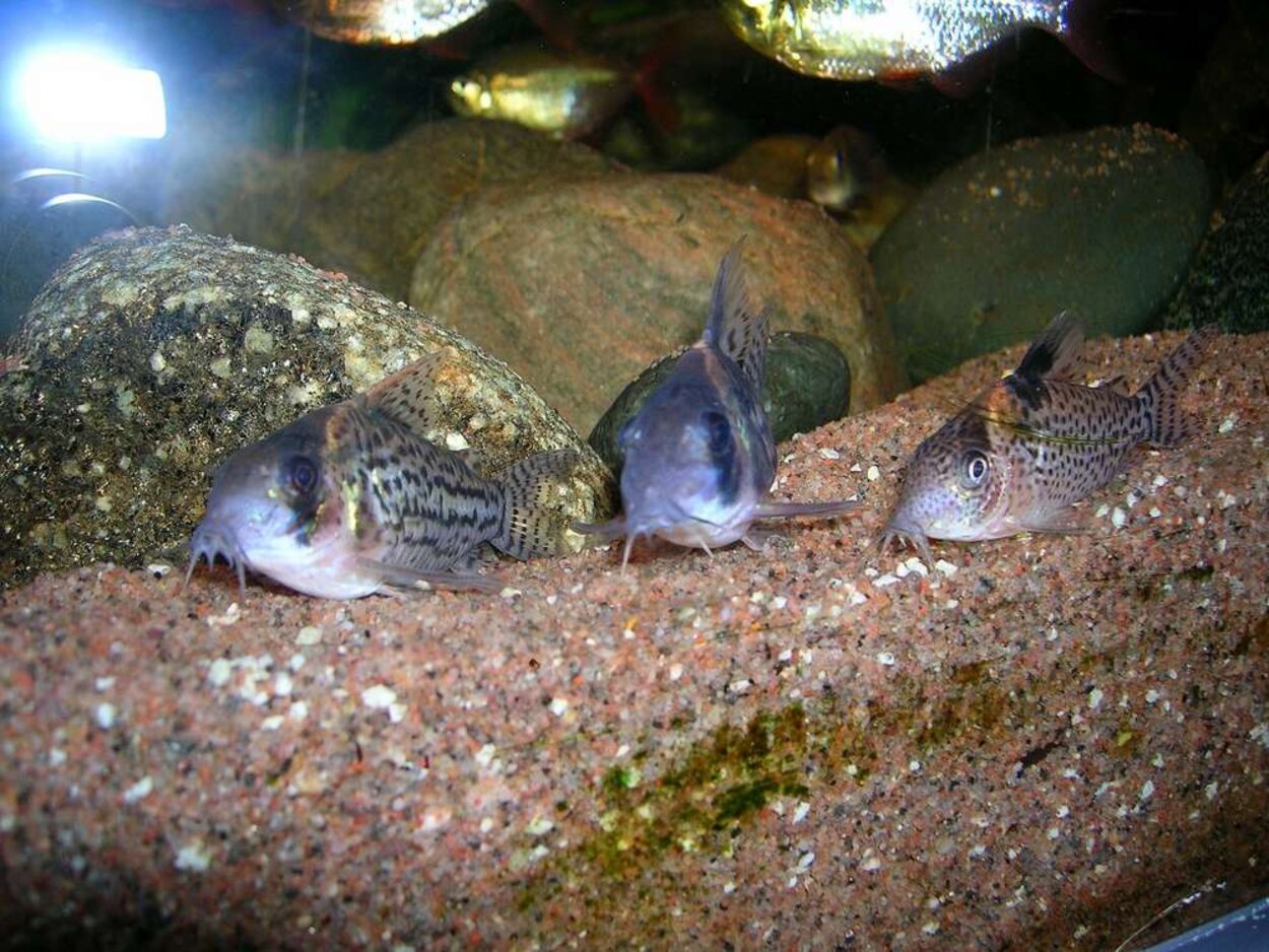 Corydoras schwartzi