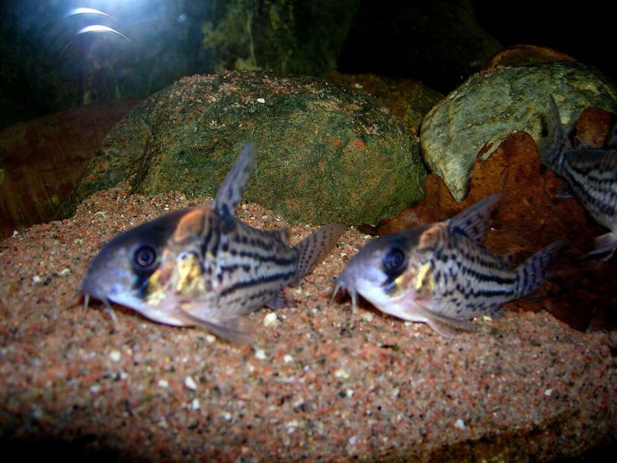 Corydoras schwartzi