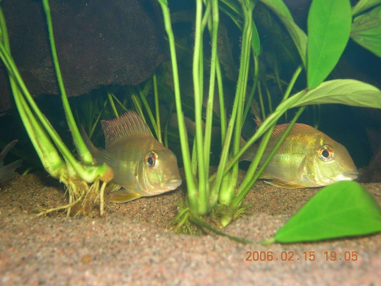 Geophagus Altifrons ”Aripuana”