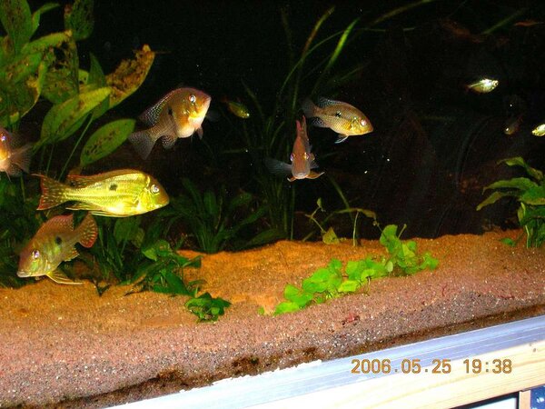Geophagus Altifrons ”Aripuana”