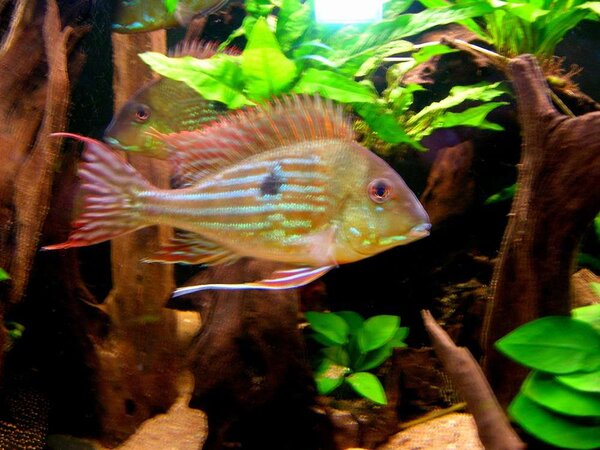 Geophagus Altifrons