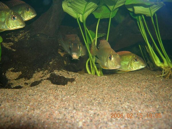 Geophagus Altifrons ”Aripuana”