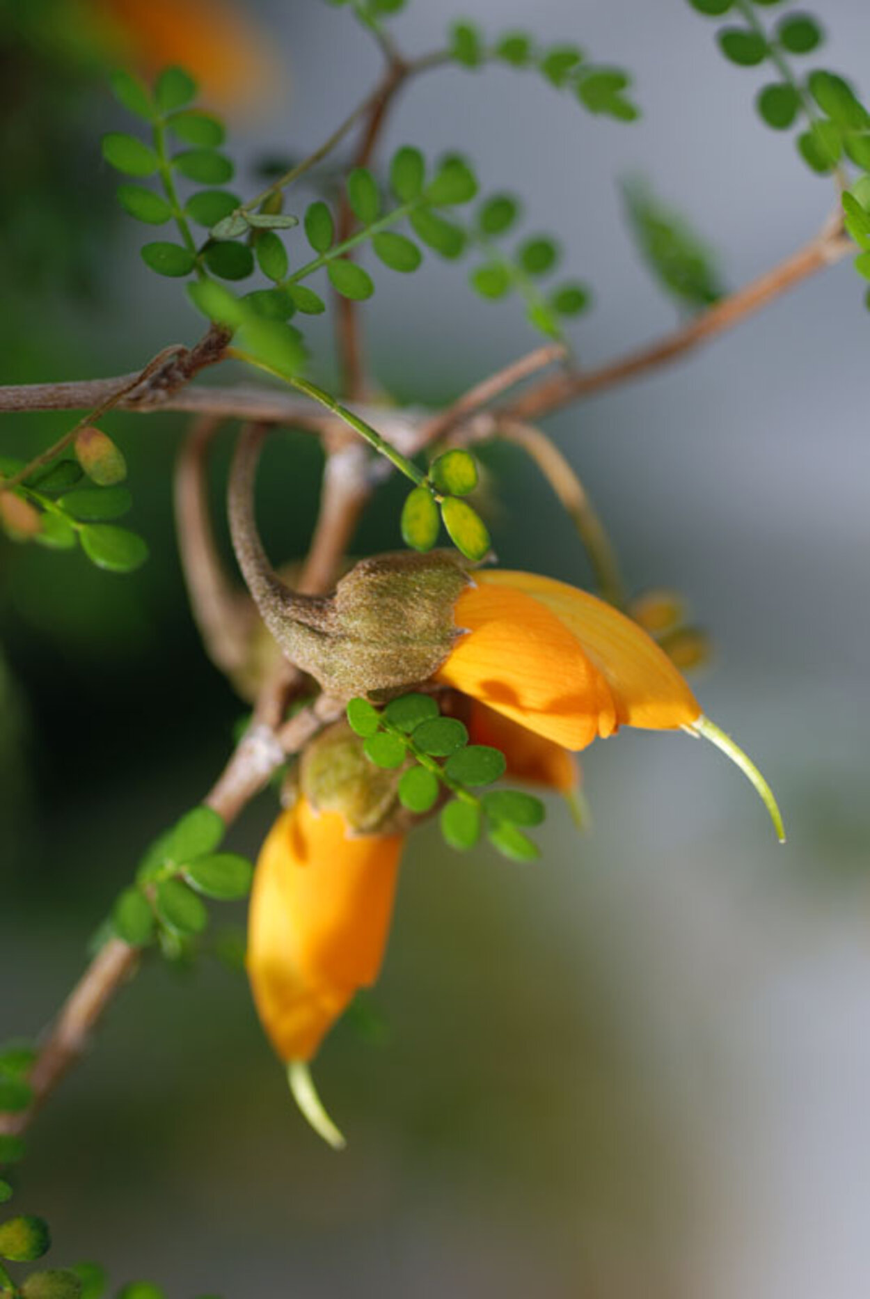 Sophora