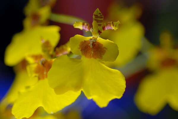 Oncidium