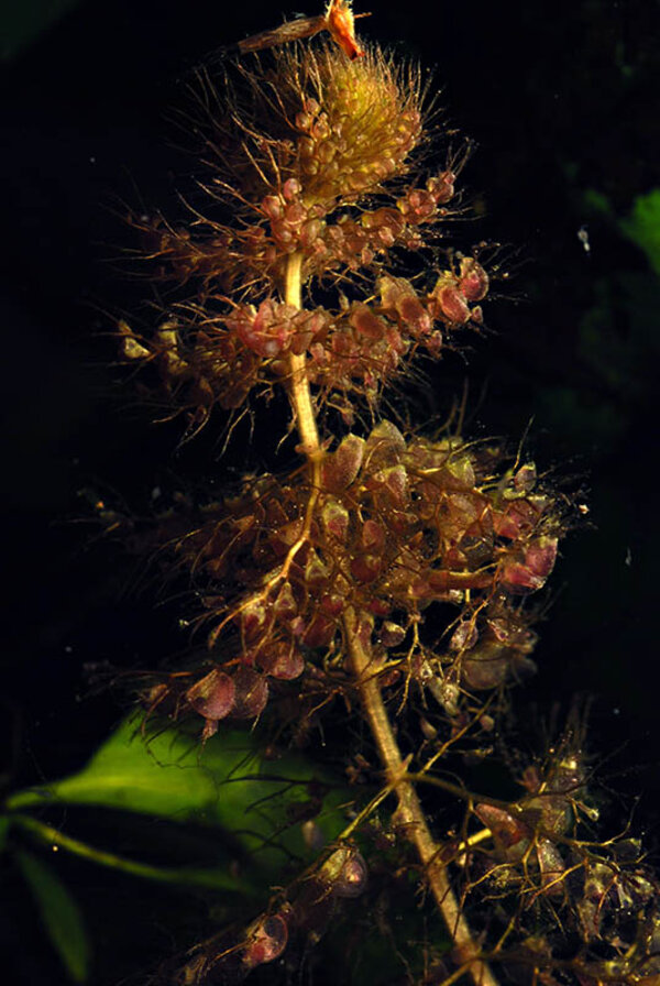Vattenbläddra (Utricularia vulgaris)