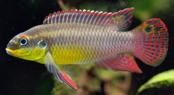 Pelvicachromis taeniatus-hane, okänd ras.