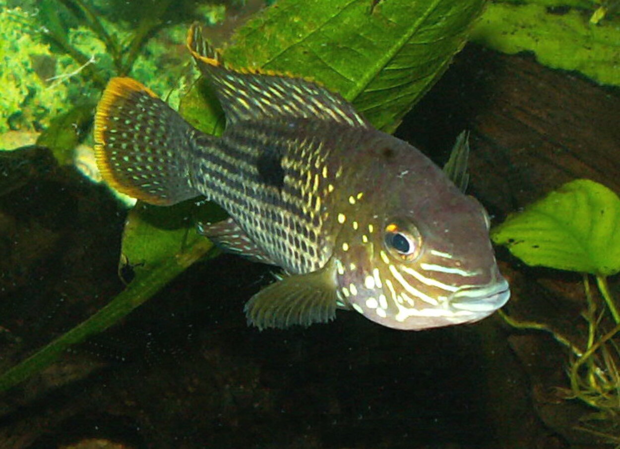 Aequidens rivulatus - Guldsömsciklid