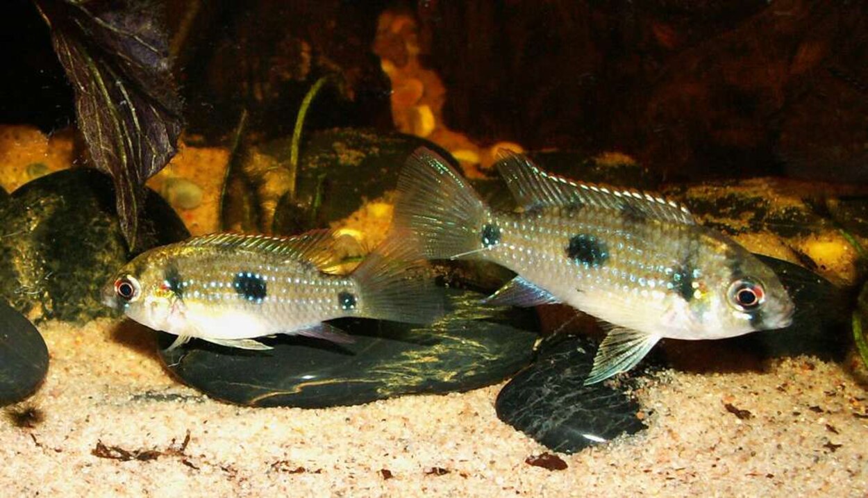 Anomalochromis thomasi