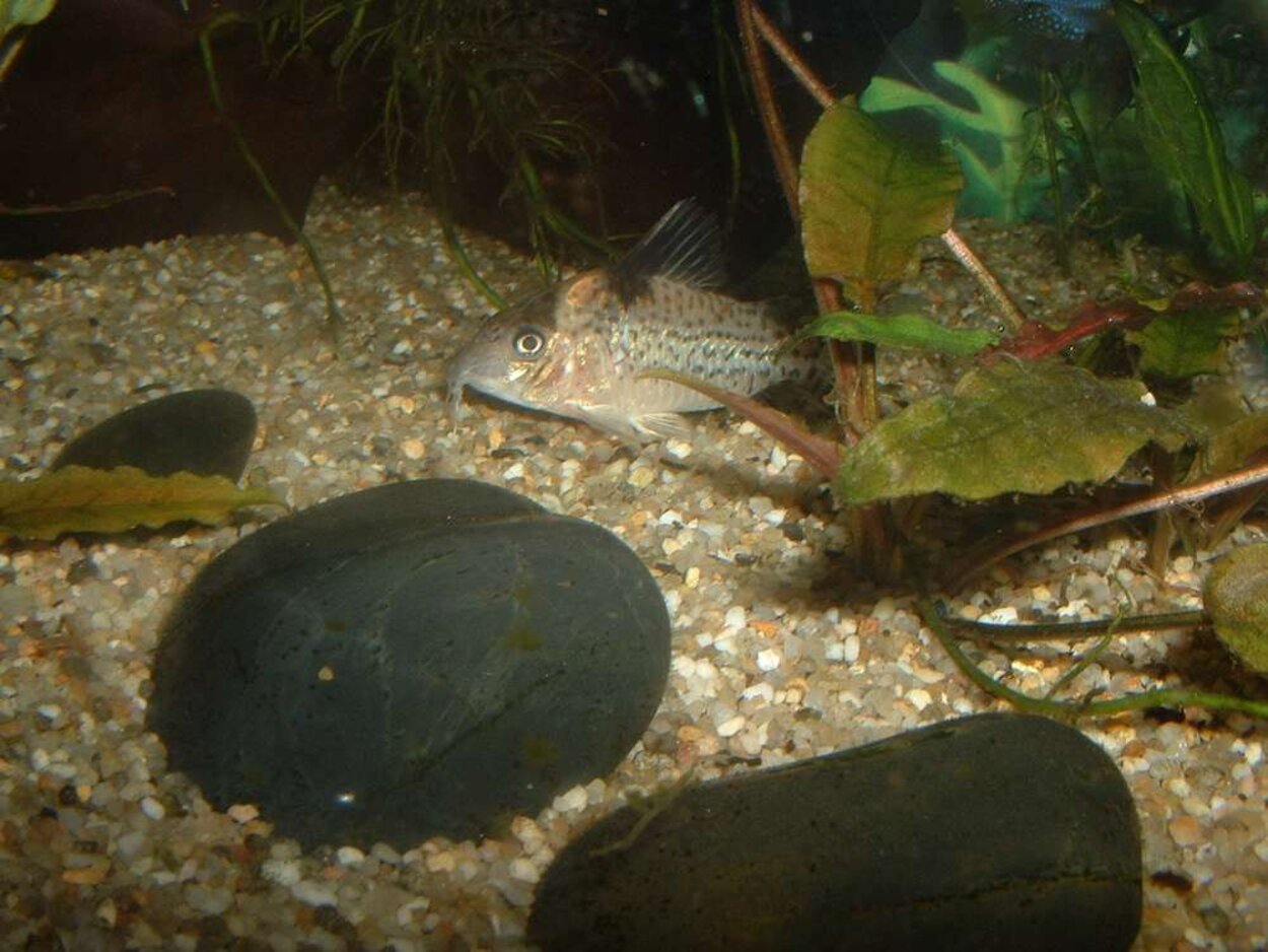 Corydoras ambiacus