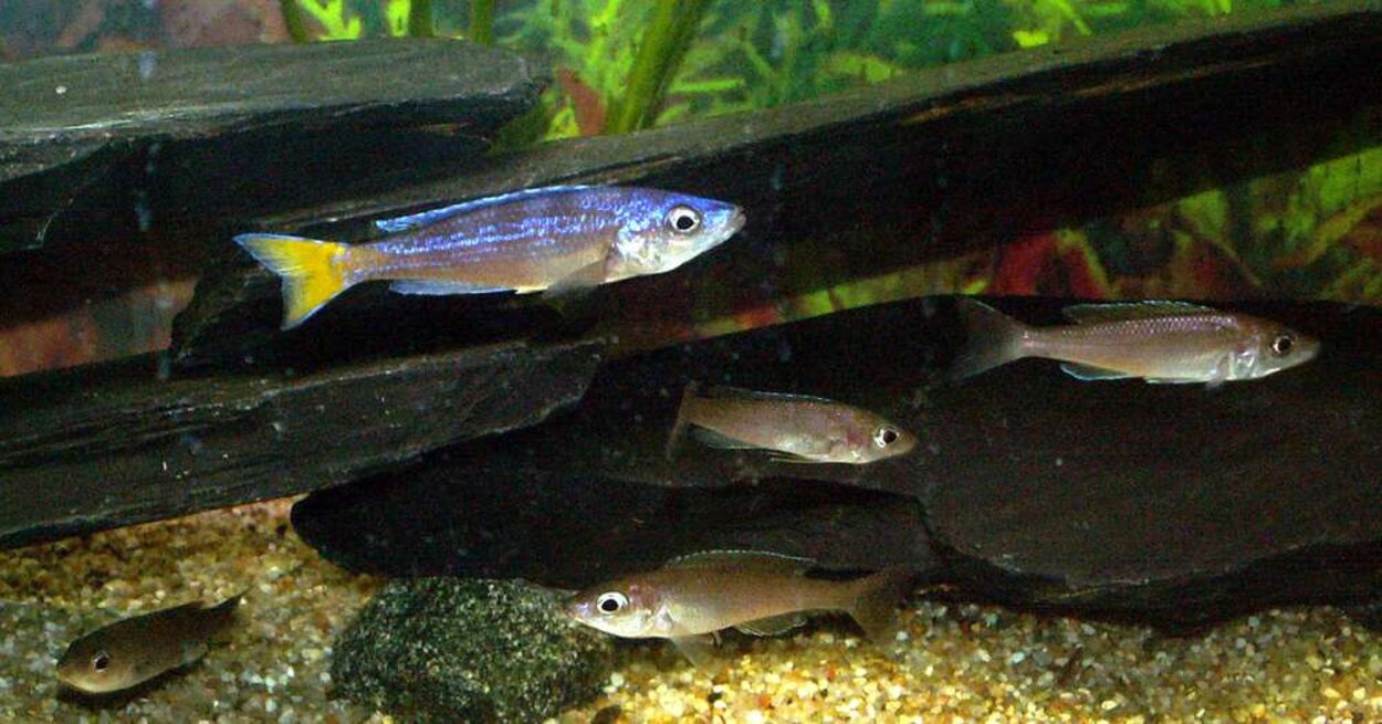 Cyprichromis leptosoma "utinta flourescent"