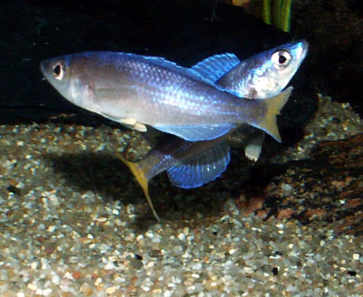 Cyprichromis leptosoma 