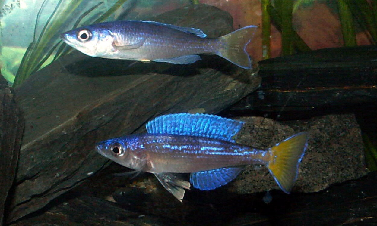 Cyprichromis leptosoma "utinta flourescent"