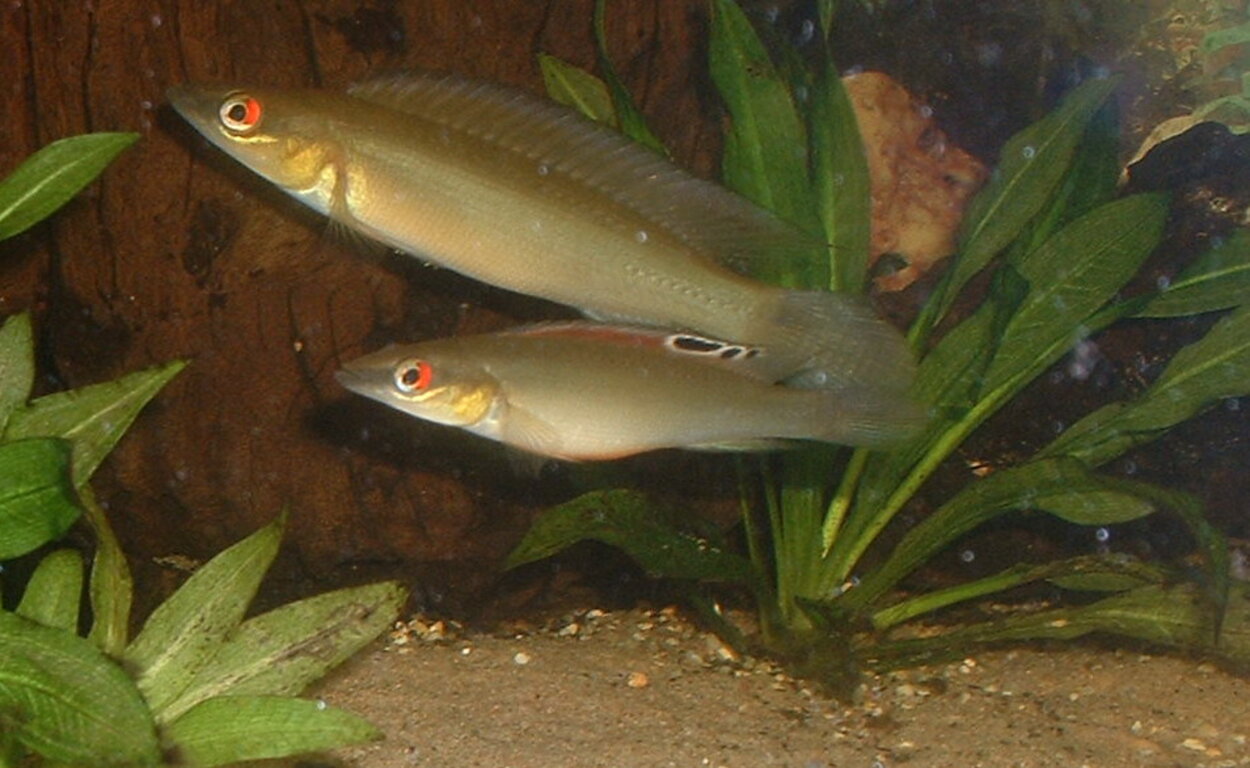 Crenicichla regani