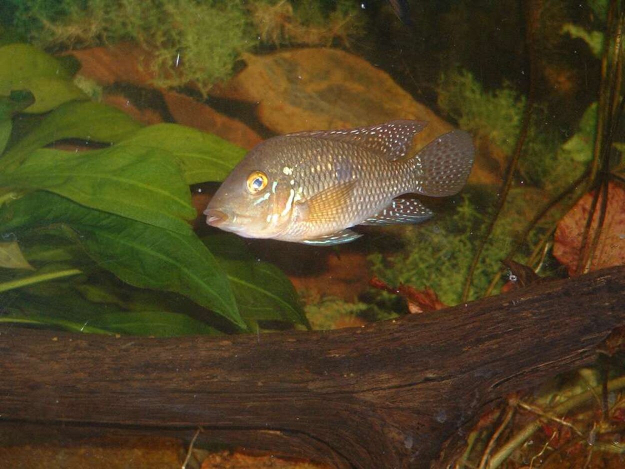 Geophagus brasiliensis