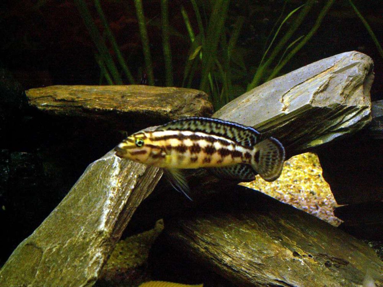 Julidochromis marlieri