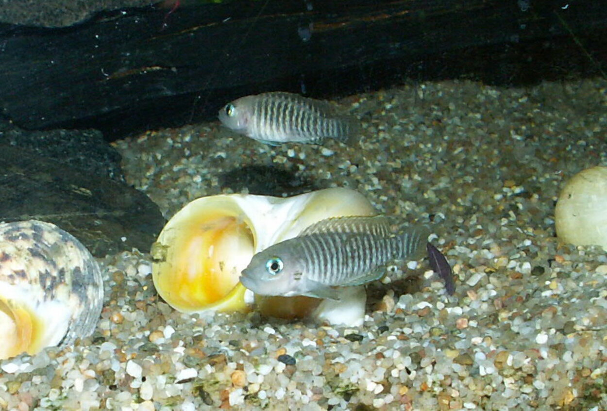 Neolamprologus multifasciatus