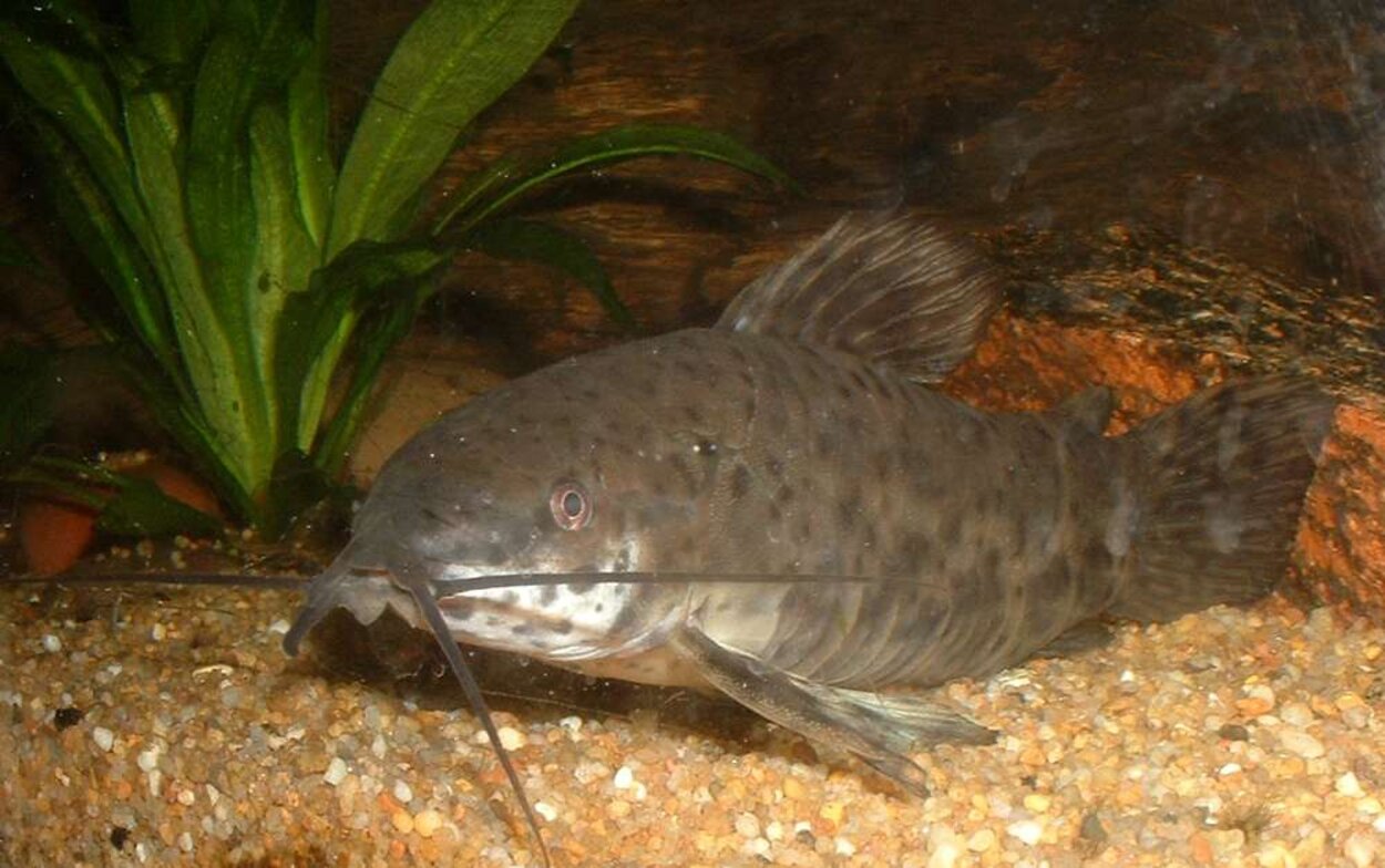 Megalechis thoracata - Långsträckt pansarmal