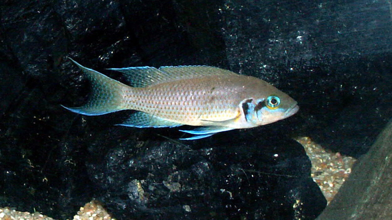 Neolamprologus pulcher "daffodil"