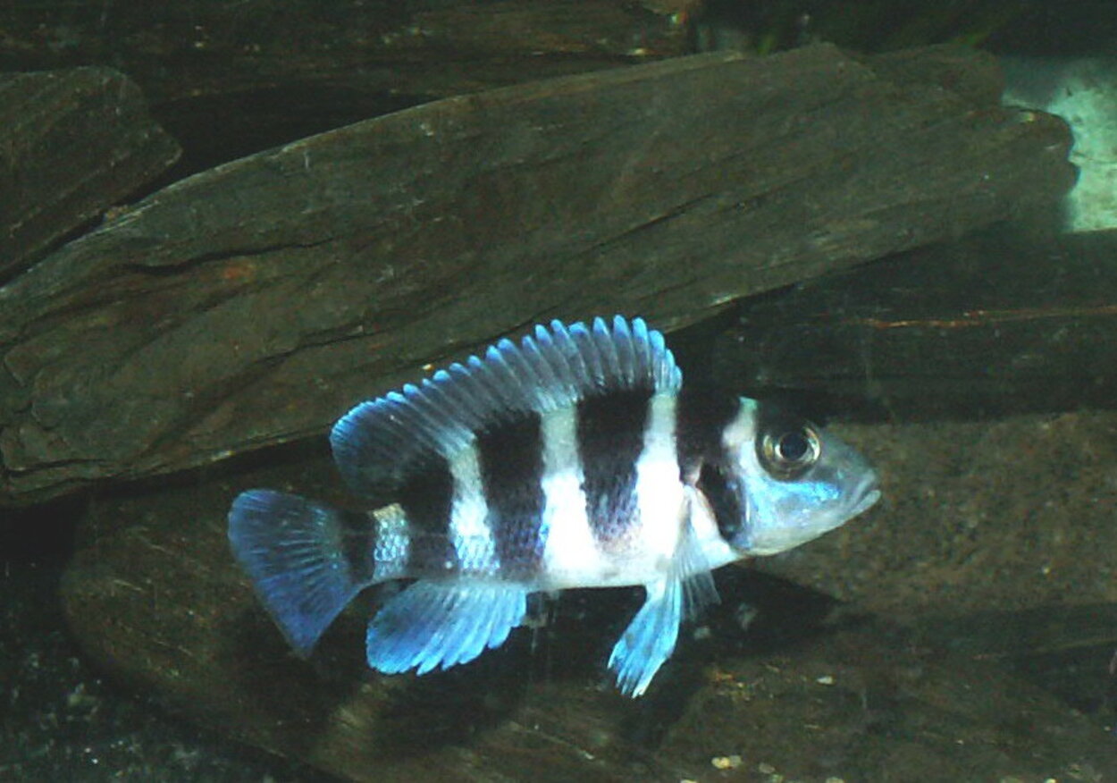 Neolamprologus tretocephalus