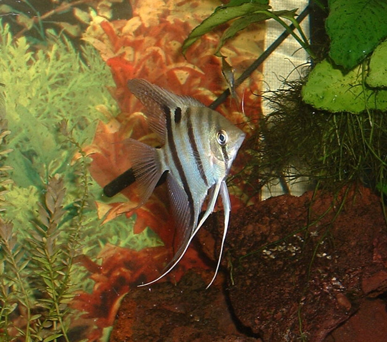 Pterophyllum leopoldi - Spetsnosscalare