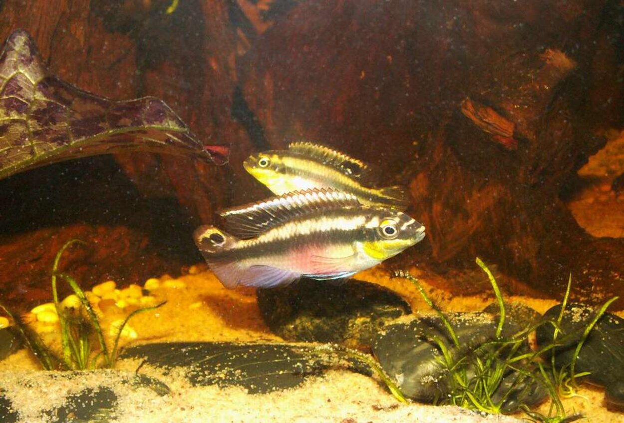 Pelvicachromis pulcher - Palettciklid