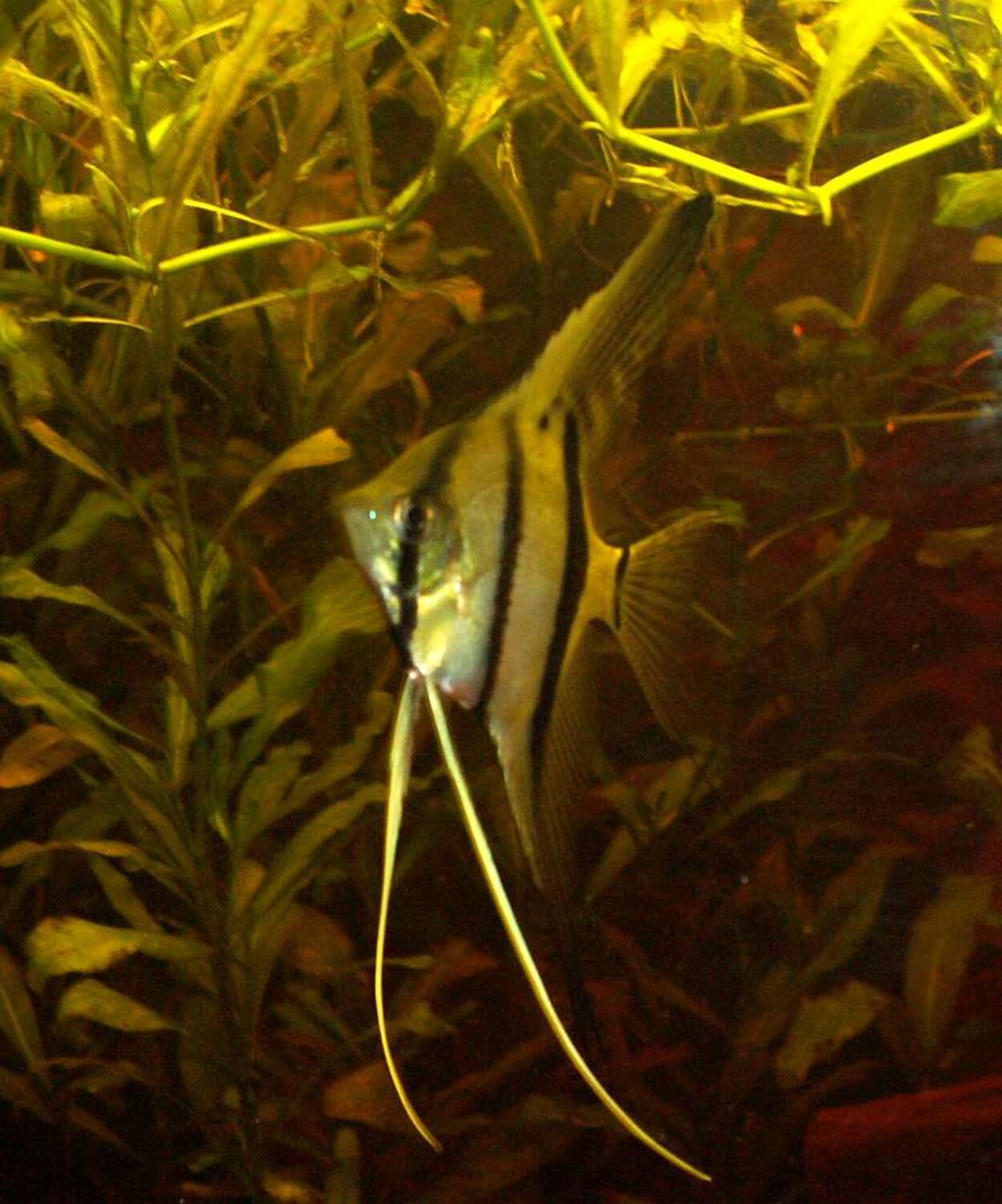 Pterophyllum scalare - Scalare